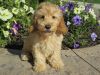 Stunning Cavapoo Puppies available for sale