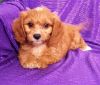 Gorgeous little Boys and girls Cavapoo Puppies