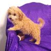 Lovely Cavapoo puppies For Sale