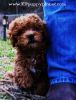 A Cavapoo poo is the puppy for you!