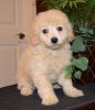 Male and female Cavapoo puppies For Sale.