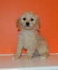 2nd generation male cavapoo puppy available
