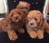 Cavapoo Puppies Available for Adoption