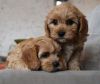 Stunning Toy Apricot Cavapoos
