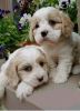 2 Apricot And Red Pra Clear Cavapoo Puppies