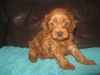 Ready Now F1 Toy Cavapoo For Sale