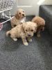 Cavapoo Puppies Both Parents Viewable And Dna Test