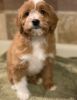 Gorgeous Male and Female Cavapoo Puppies Ready