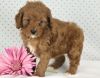 Gorgeous deep red Cavapoo puppy
