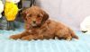 Soft, Curly Coat Male and Female Cavapoo Puppies
