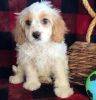 Cavapoo puppies for his new home