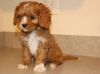 Sonny is a first generation Cavapoo puppies for sale