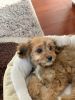 3 month old female cavapoo for sale