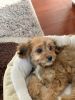 4 month old cavapoo