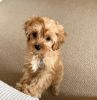 Toy Cavapoo puppies available