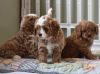 Cavoodle puppies looking for new homes