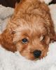 cavapoo puppies for sale $540 (Virginia)