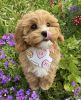 Cavapoo Puppies Available Pups
