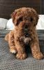 Cavapoo Puppies registered for sale