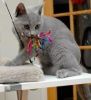 Chartreux kittens for sale for you