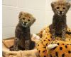 Well Tamed White Tiger Cubs , Cheetah Cubs ,panther Babies , Lion Cubs