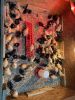 Buff Orpington chicks and Barred Rock chicks