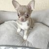 Loving Teacup Chihuahua Puppies