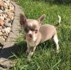 Gorgeous Chihuahua Puppy Available
