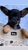 Chihuahua puppies now available