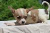 gregarious Chihuahua Puppies