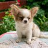 Well Trained chihuahua Puppies For Adoption