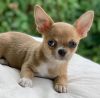 Chihuahua puppies available for sale