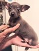 Female Blue Chihuahua for Sale