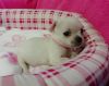 Male Female Teacup Chihuahua Puppies For Sale
