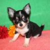 Chihuahua Puppies for sell