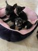 Sweet Chihuahua puppies