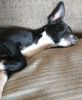 Chihuahua puppies for rehoming