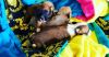 4 Superstar Chihuahua puppies have been born