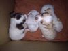 4 Chihuahua puppies 8 weeks 1 male 3 female