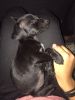 Black Chihuahua for sell 6 month old