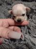 Chihuahua puppies ...call Selena xxx-xxx-xxxx