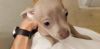 Selling a chihuaha puppy. In dallas