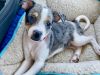 Rare Blue Merle Male Chihuahua Puppy