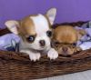 AKC smooth chihuahua Puppies All white