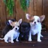 cutest chihuahua puppies for sale