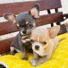 Beautiful chihuahua puppies from top lineage