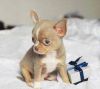 Heathy Male and Female Chihuahua puppies Text or call