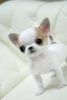 Beautiful Show Quality AKC Chihuahua Puppies