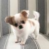 Excellent Marvelous Chihuahua Puppies Ready for Re-homing