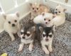 Chihuahua Puppies for Sale